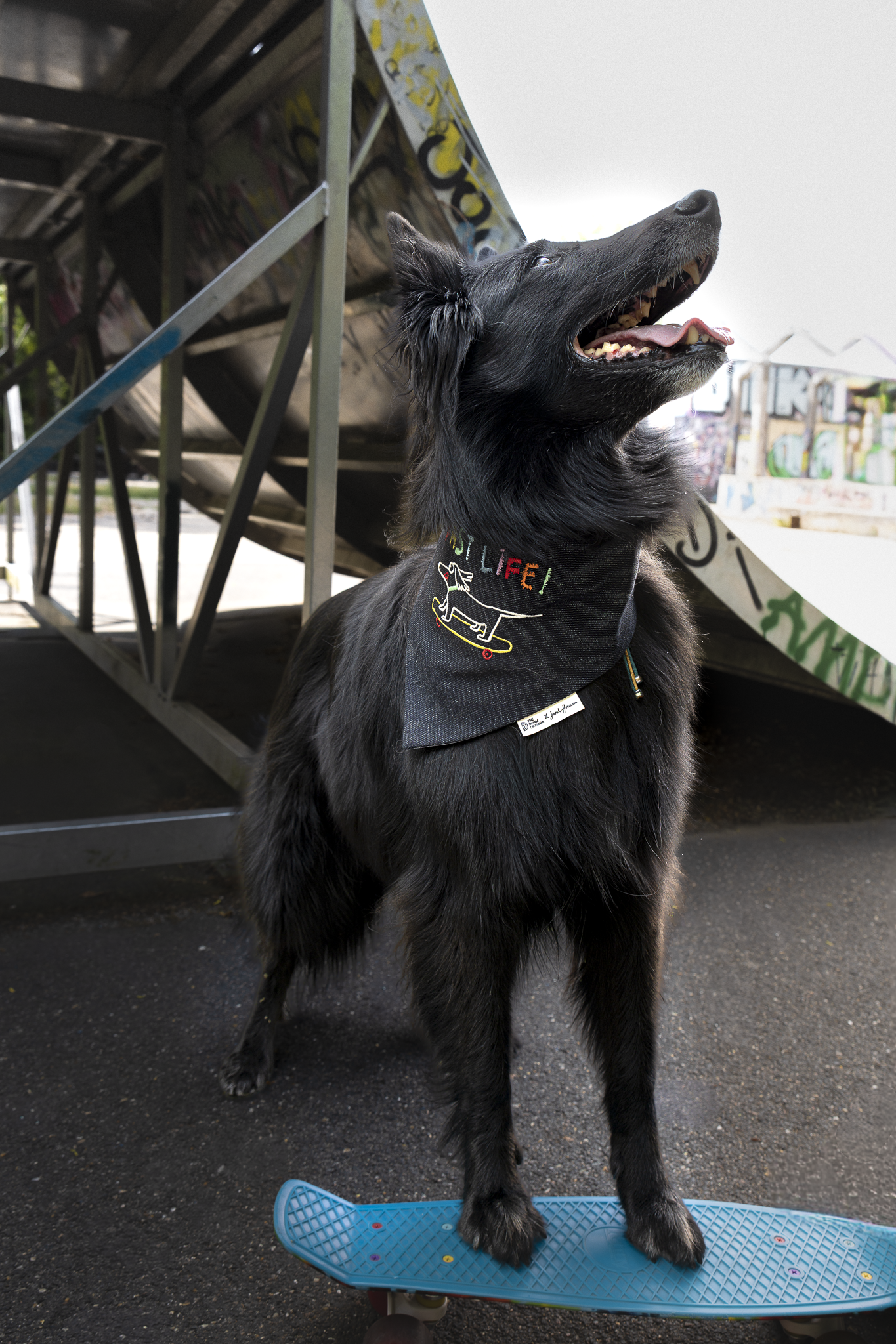 grand chien noir portant un bandana en jean recyclé avec un teckel brodé dessus et écrit "fast life", la photo a été prise dans un skate parc 
