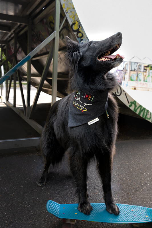 grand chien noir portant un bandana en jean recyclé avec un teckel brodé dessus et écrit "fast life", la photo a été prise dans un skate parc 