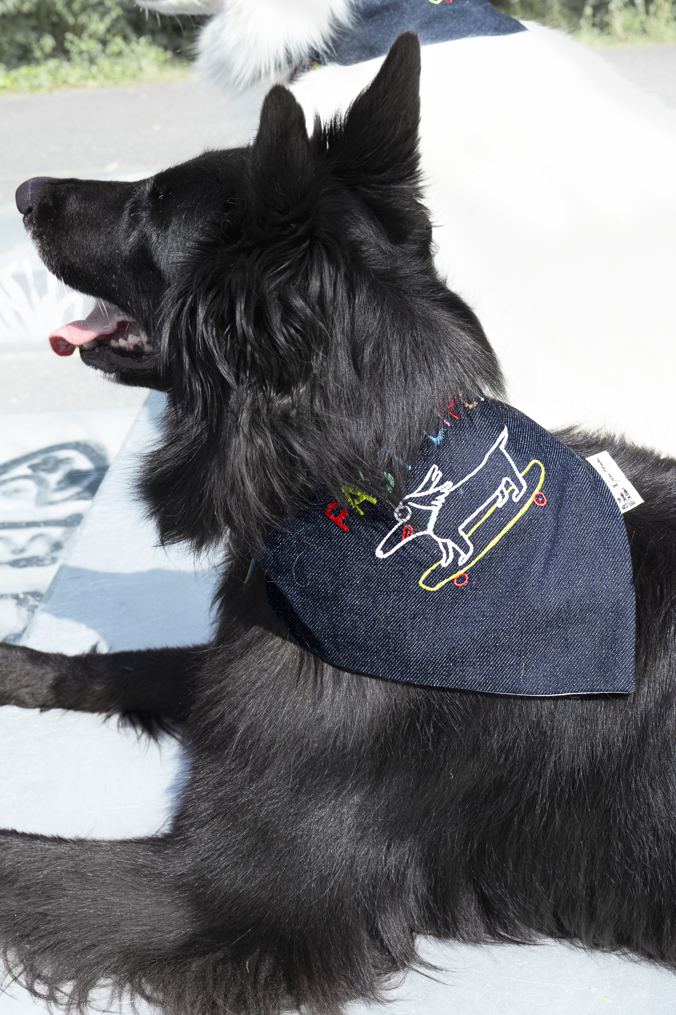 grand chien noir portant un bandana en jean recyclé avec un teckel brodé dessus et écrit "fast life", la photo a été prise dans un skate parc 