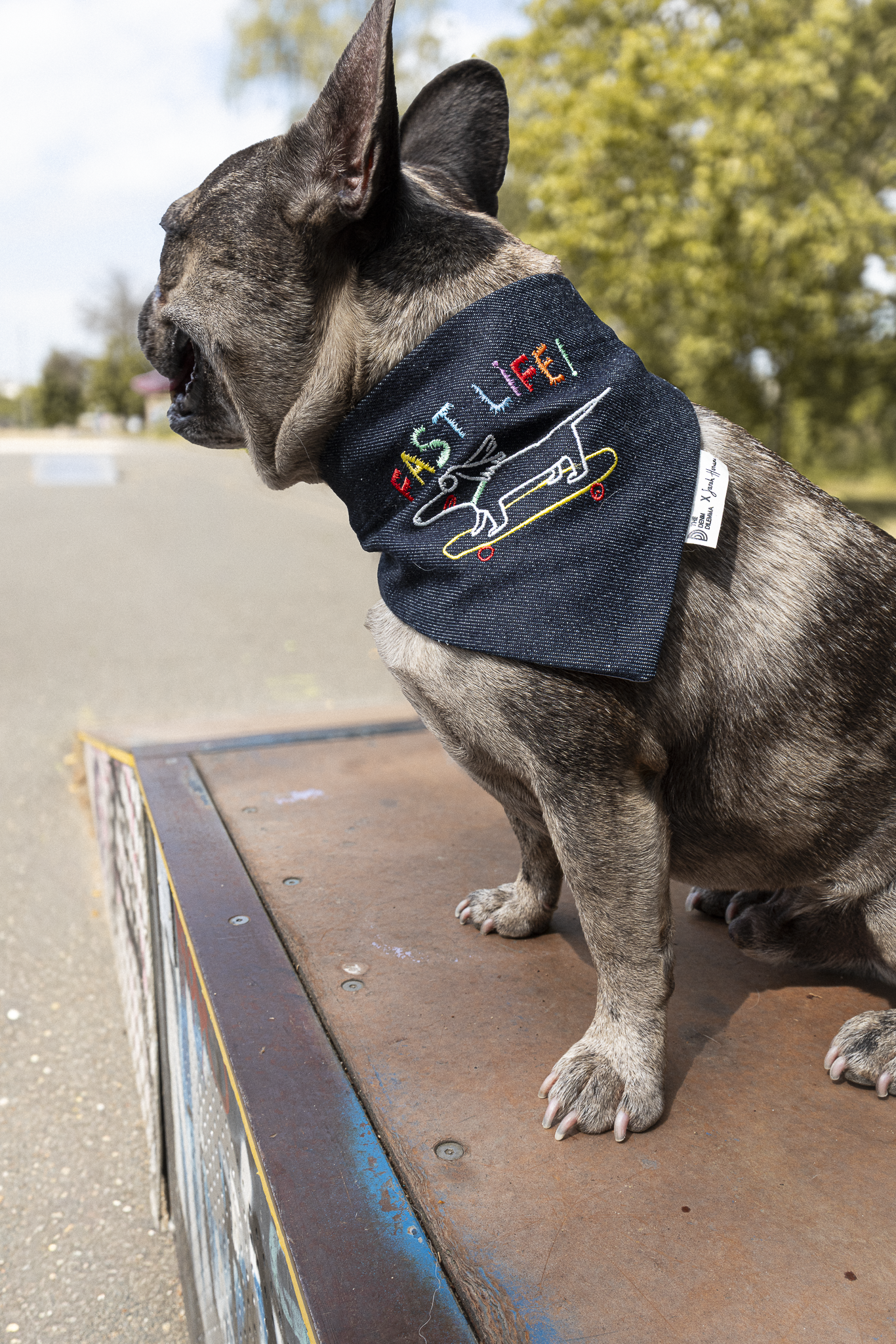 bouledogue portant un bandana en jean recyclé avec un teckel brodé dessus et écrit "fast life", la photo a été prise dans un skate parc 